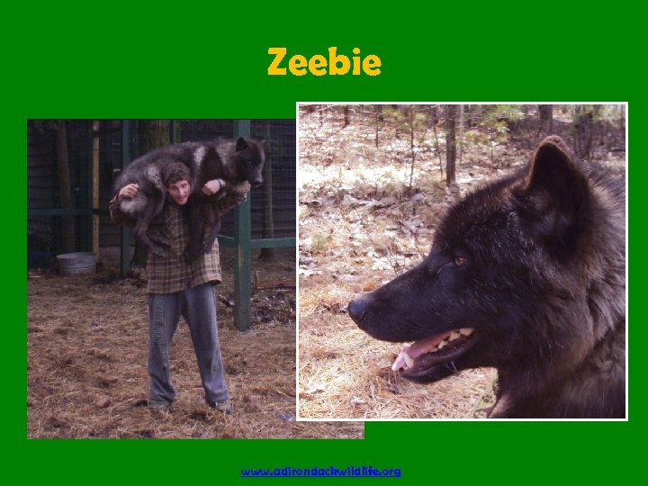 Zeebie www. adirondackwildlife. org 