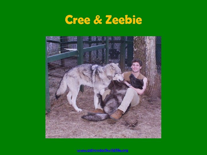 Cree & Zeebie www. adirondackwildlife. org 