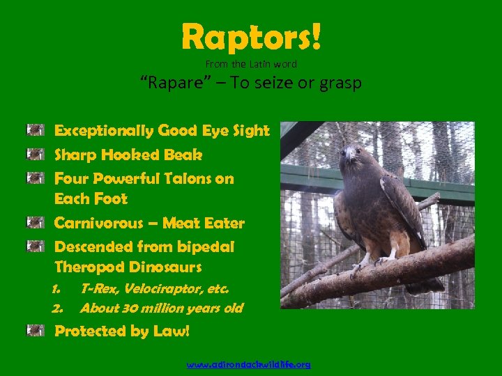 Raptors! From the Latin word “Rapare” – To seize or grasp Exceptionally Good Eye