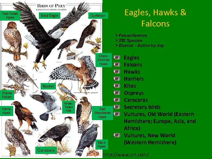 Red-Tailed Hawk Bald Eagle Gyrfalcon Eagles, Hawks & Falcons ØFalconiformes Ø 292 Species ØDiurnal