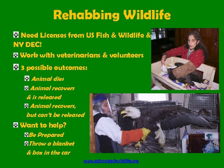 Rehabbing Wildlife Need Licenses from US Fish & Wildlife & NY DEC! Work with