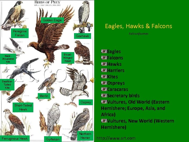 Golden Eagles, Hawks & Falcons Peregrine Falcon Goshawk Broad. Winged Hawk Black. Shouldered Kite