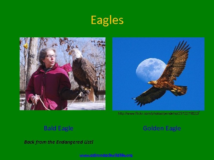 Eagles http: //www. flickr. com/photos/pendeho/2372279022/ Bald Eagle Golden Eagle Back from the Endangered List!