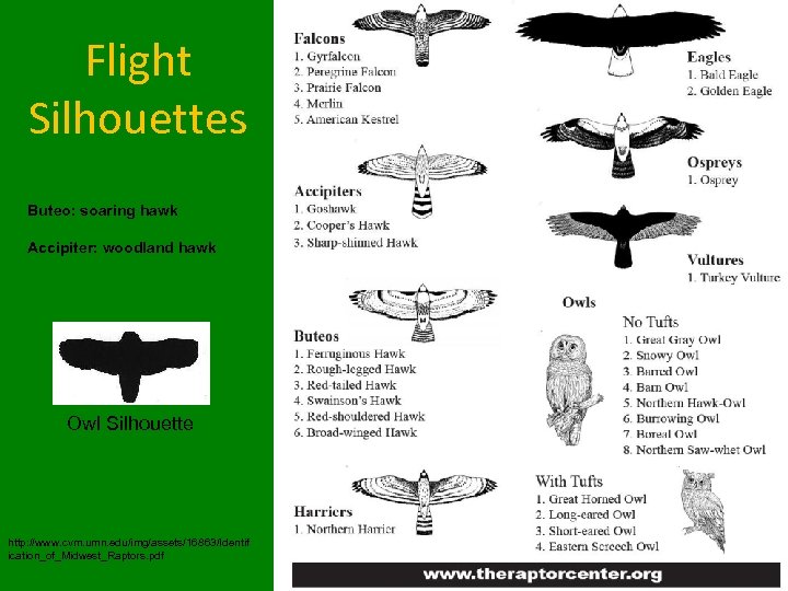 Flight Silhouettes Buteo: soaring hawk Accipiter: woodland hawk Owl Silhouette http: //www. cvm. umn.