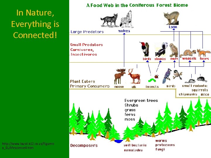 In Nature, Everything is Connected! http: //www. lausd. k 12. ca. us/Figuero a_EL/lifescience 4.
