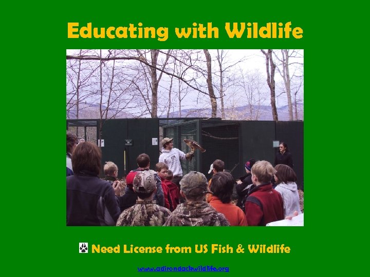 Educating with Wildlife Need License from US Fish & Wildlife www. adirondackwildlife. org 
