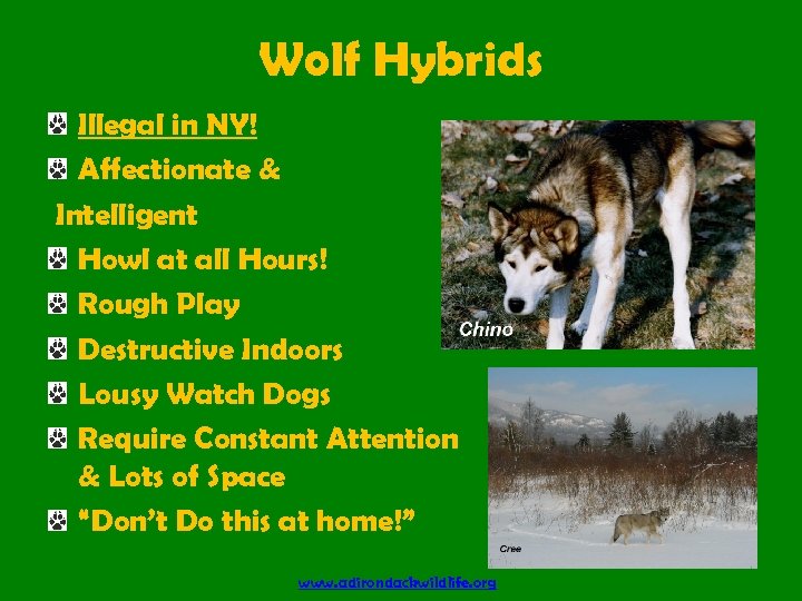 Wolf Hybrids Illegal in NY! Affectionate & Intelligent Howl at all Hours! Rough Play