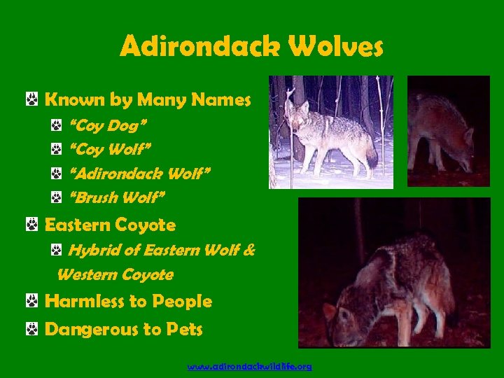 Adirondack Wolves Known by Many Names “Coy Dog” “Coy Wolf” “Adirondack Wolf” “Brush Wolf”