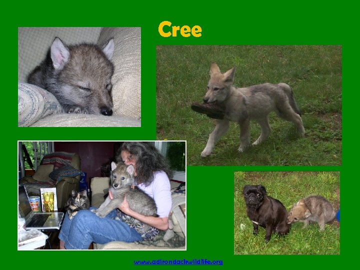 Cree www. adirondackwildlife. org 