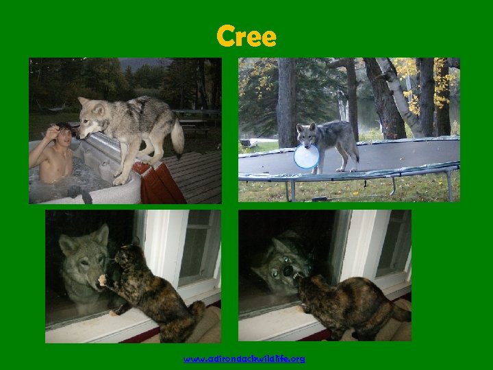 Cree www. adirondackwildlife. org 