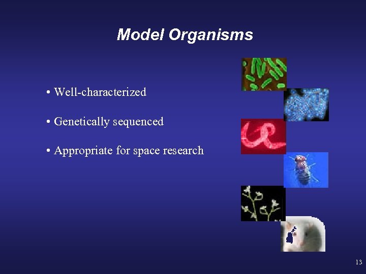 Model Organisms • Well-characterized • Genetically sequenced • Appropriate for space research 13 