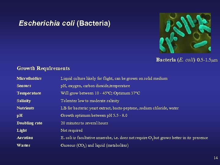 Escherichia coli (Bacteria) Bacteria (E. coli) 0. 5 -1. 5µm Growth Requirements Microfluidics Liquid