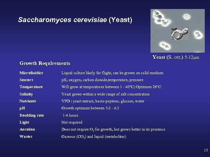 Saccharomyces cerevisiae (Yeast) Yeast (S. cer. ) 5 -12µm Growth Requirements Microfluidics Liquid culture