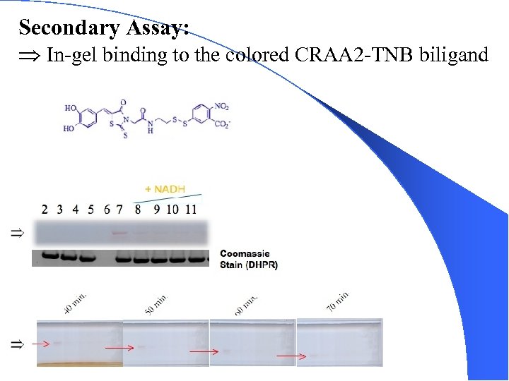 Secondary Assay: In-gel binding to the colored CRAA 2 -TNB biligand 