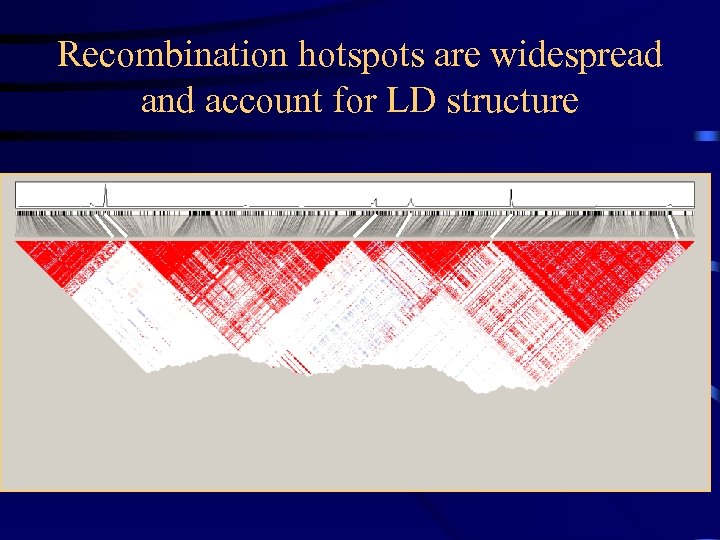 Recombination hotspots are widespread and account for LD structure 7 q 21 