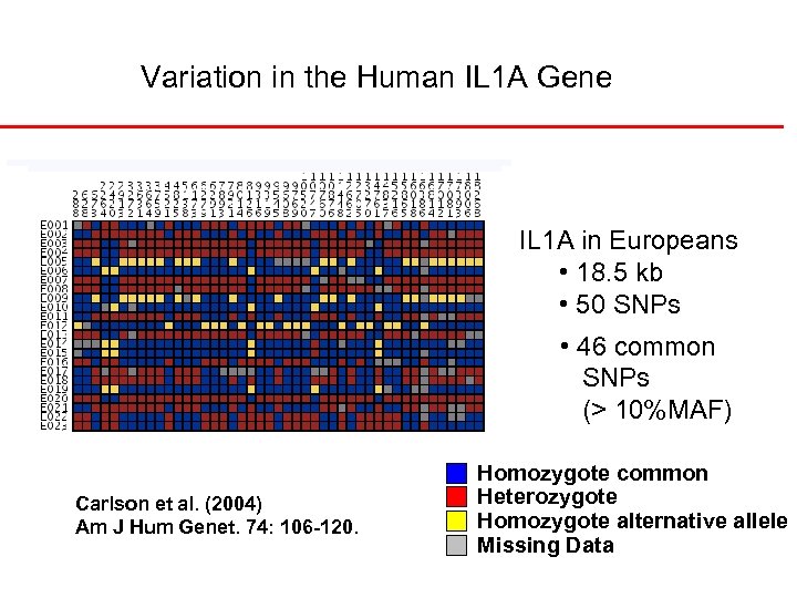 Variation in the Human IL 1 A Gene IL 1 A in Europeans •