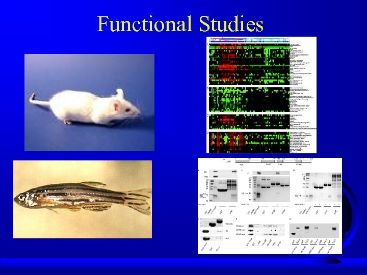 Functional Studies 