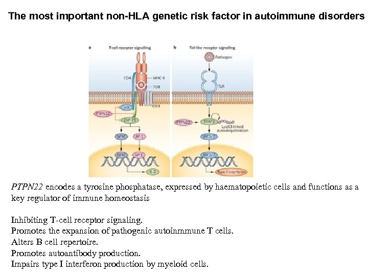 The most important non-HLA genetic risk factor in autoimmune disorders PTPN 22 encodes a