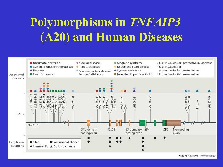 Polymorphisms in TNFAIP 3 (A 20) and Human Diseases 