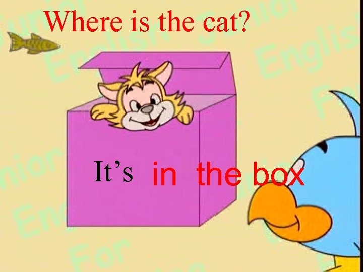 Where is the cat? It’s in the box 