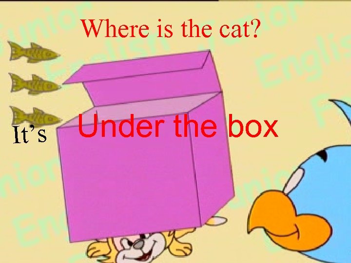 Where is the cat? It’s Under the box 