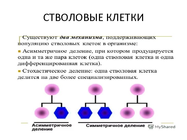 СТВОЛОВЫЕ КЛЕТКИ 