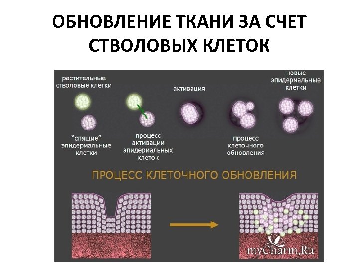 ОБНОВЛЕНИЕ ТКАНИ ЗА СЧЕТ СТВОЛОВЫХ КЛЕТОК 