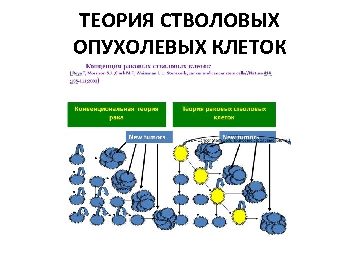 ТЕОРИЯ СТВОЛОВЫХ ОПУХОЛЕВЫХ КЛЕТОК 