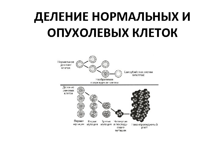 ДЕЛЕНИЕ НОРМАЛЬНЫХ И ОПУХОЛЕВЫХ КЛЕТОК 