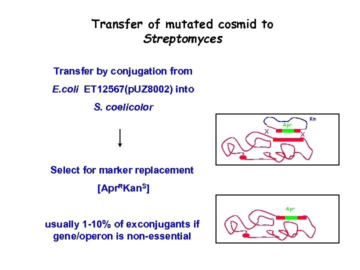 Transfer of mutated cosmid to Streptomyces Transfer by conjugation from E. coli ET 12567(p.