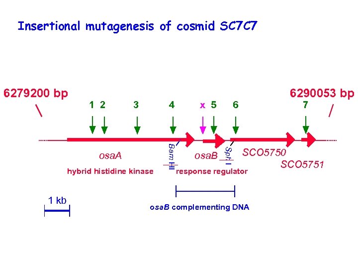 Insertional mutagenesis of cosmid SC 7 C 7 1 2 3 osa. A hybrid