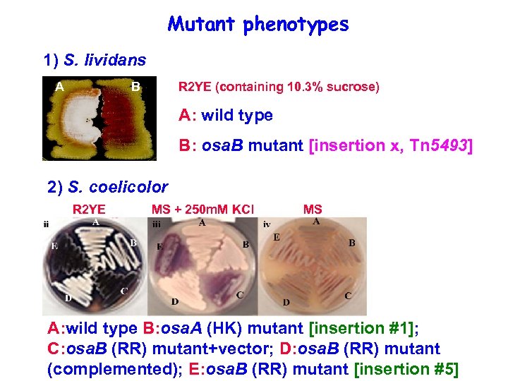 Mutant phenotypes 1) S. lividans A B R 2 YE (containing 10. 3% sucrose)