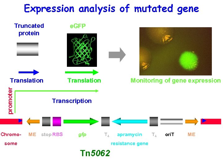 Expression analysis of mutated gene Truncated protein e. GFP promoter Translation Chromo- Translation Monitoring