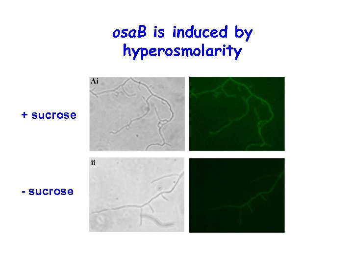 osa. B is induced by hyperosmolarity + sucrose - sucrose 