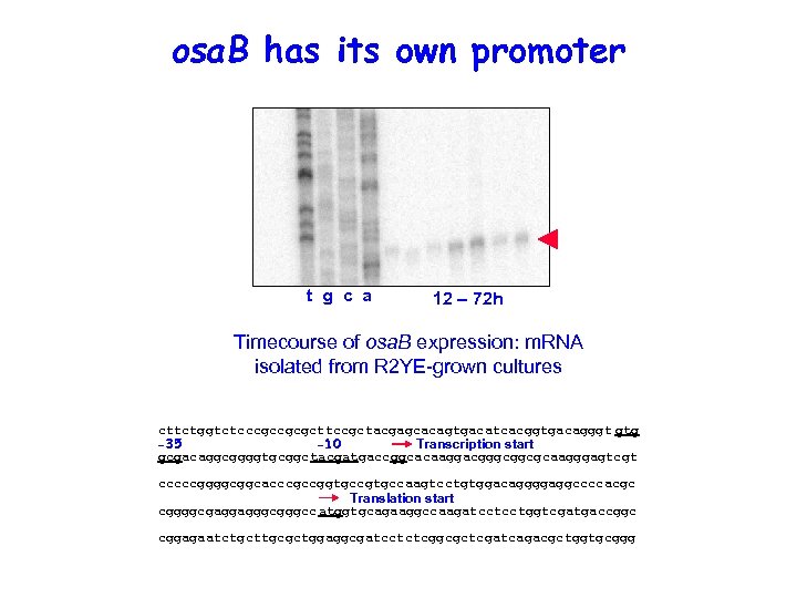 osa. B has its own promoter t g c a 12 – 72 h