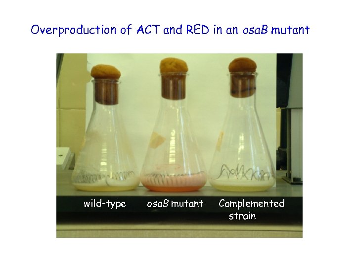 Overproduction of ACT and RED in an osa. B mutant wild-type osa. B mutant