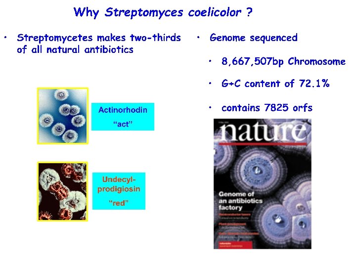 Mutagenesis Of Actinomycetes Workshop July 11