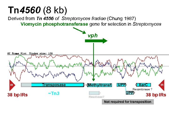 Tn 4560 (8 kb) Derived from Tn 4556 of Streptomyces fradiae (Chung 1987) Viomycin