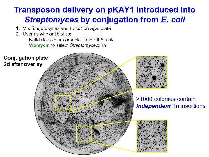 Transposon delivery on p. KAY 1 introduced into Streptomyces by conjugation from E. coli