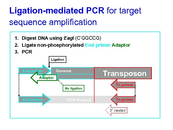 Ligation-mediated PCR for target sequence amplification 1. Digest DNA using Eag. I (C’GGCCG) 2.