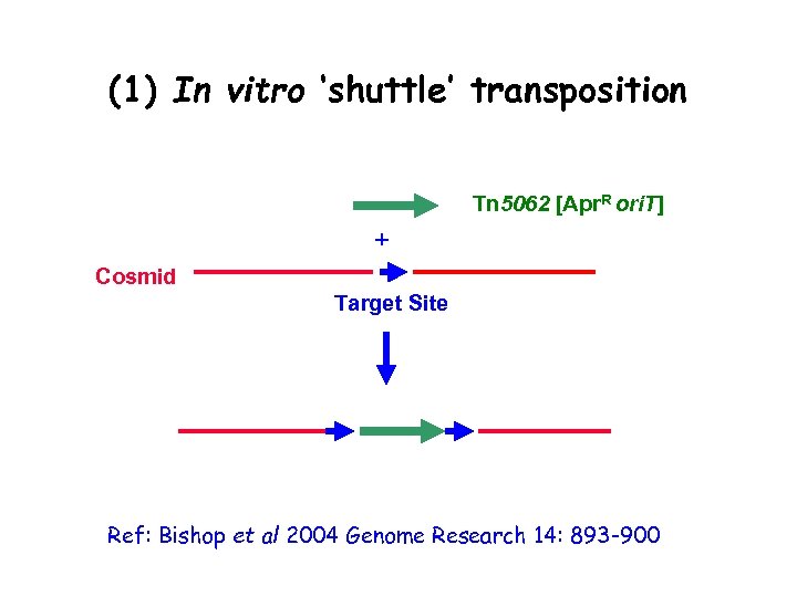 (1) In vitro ‘shuttle’ transposition • Transposition is (fairly) random • Target site is