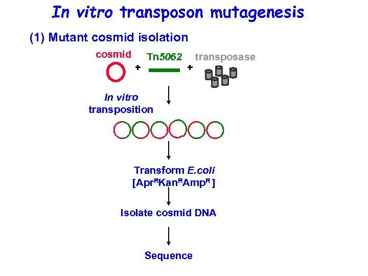 In vitro transposon mutagenesis (1) Mutant cosmid isolation cosmid + Tn 5062 + transposase