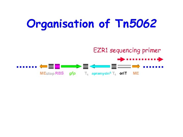 Organisation of Tn 5062 EZR 1 sequencing primer MEstop RBS gfp T 4 apramycin.