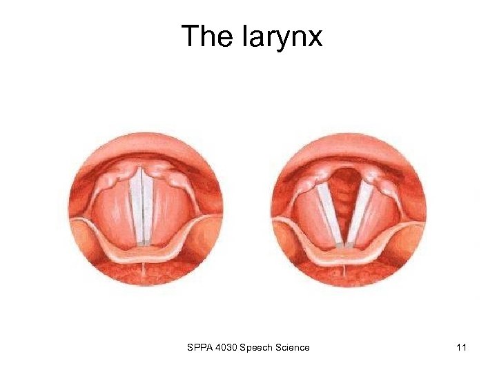 The larynx SPPA 4030 Speech Science 11 
