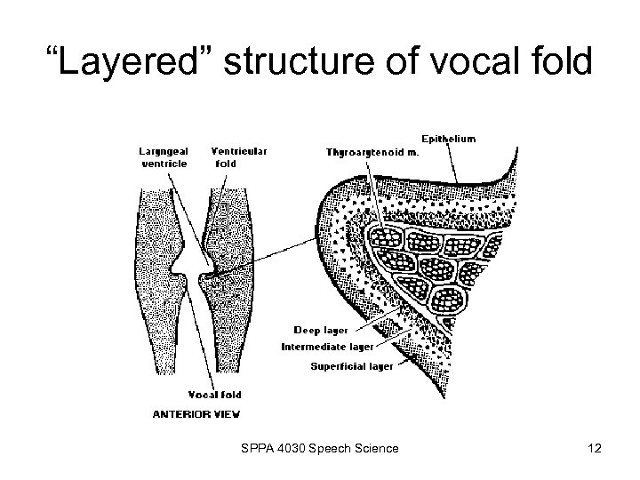 “Layered” structure of vocal fold SPPA 4030 Speech Science 12 