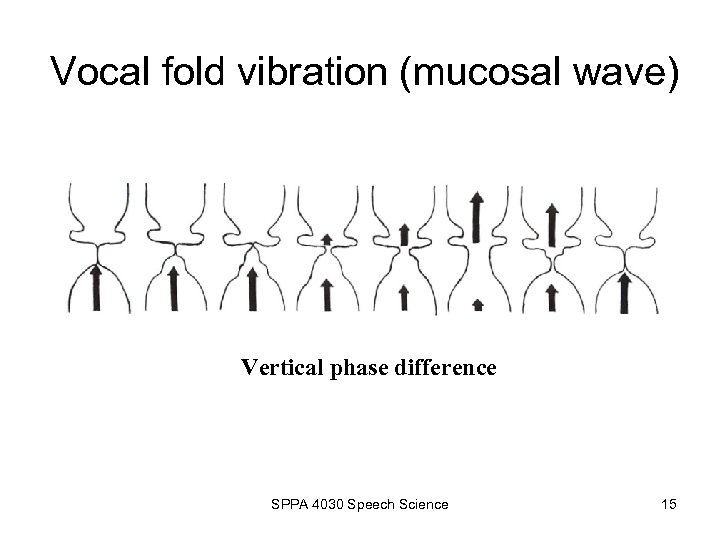Vocal fold vibration (mucosal wave) Vertical phase difference SPPA 4030 Speech Science 15 