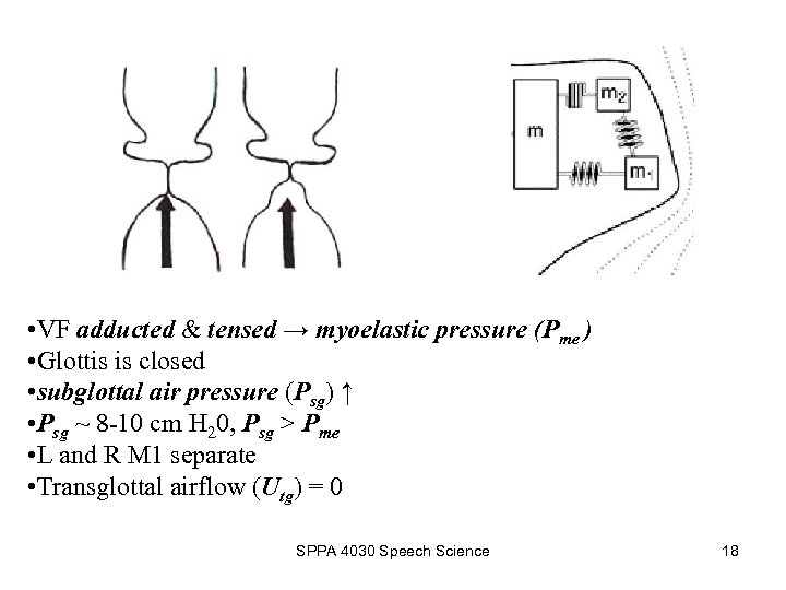  • VF adducted & tensed → myoelastic pressure (Pme ) • Glottis is
