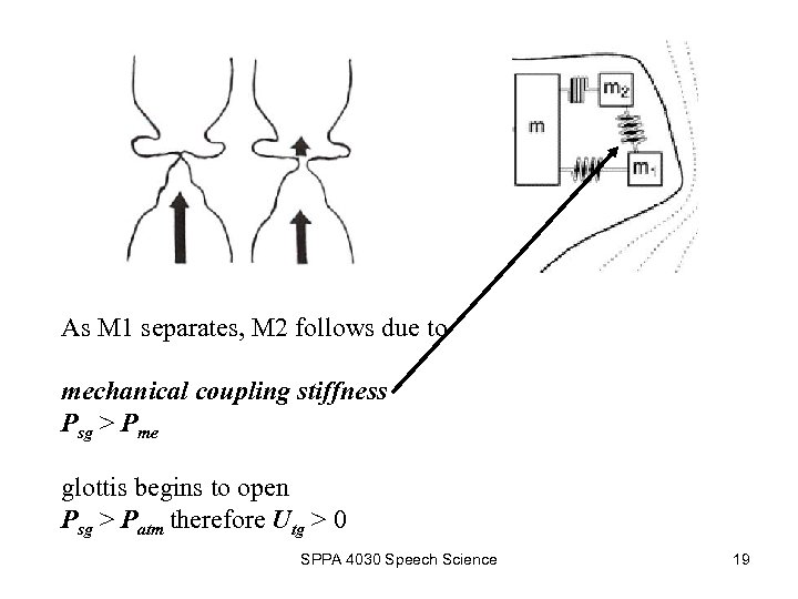 As M 1 separates, M 2 follows due to mechanical coupling stiffness Psg >
