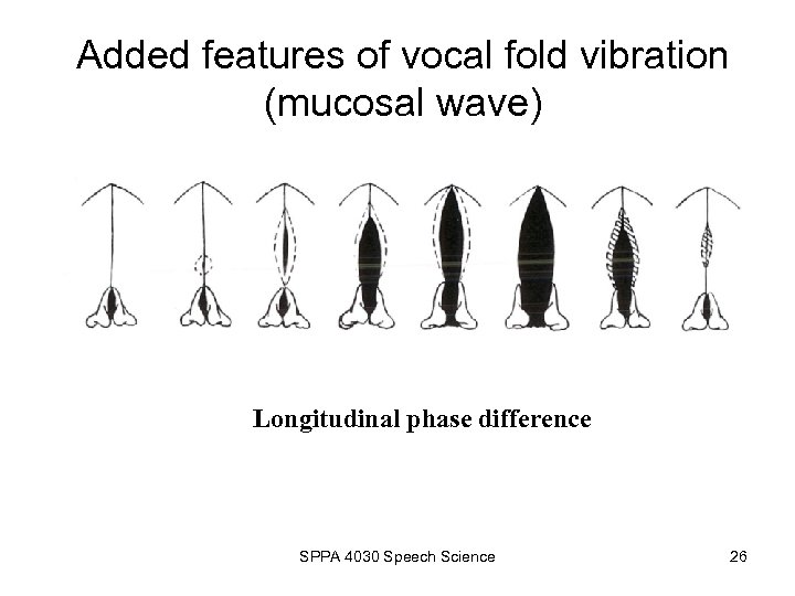Added features of vocal fold vibration (mucosal wave) Longitudinal phase difference SPPA 4030 Speech