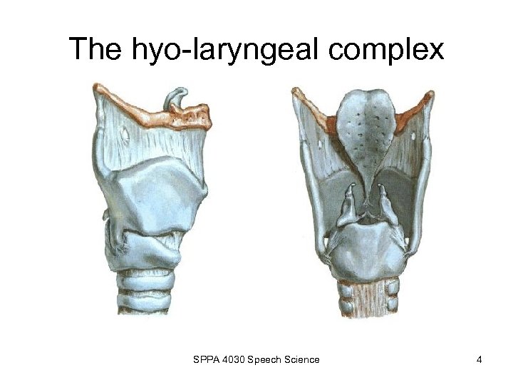 The hyo-laryngeal complex SPPA 4030 Speech Science 4 